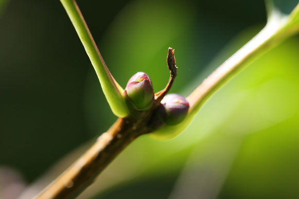 bourgeon en macro