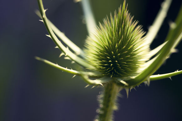 chardon en macro