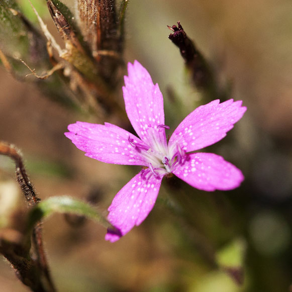 fleur en macro