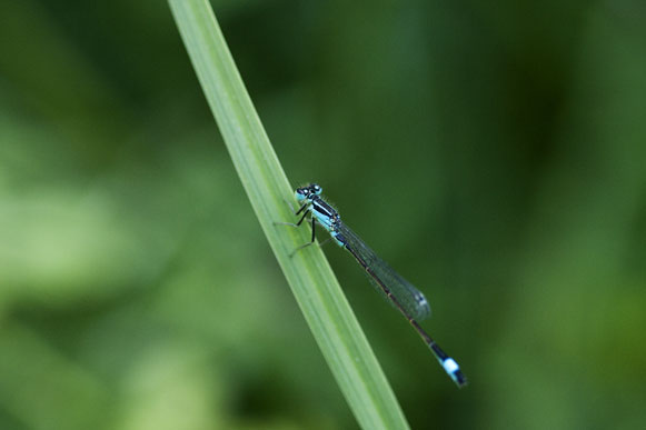 libellule en macro