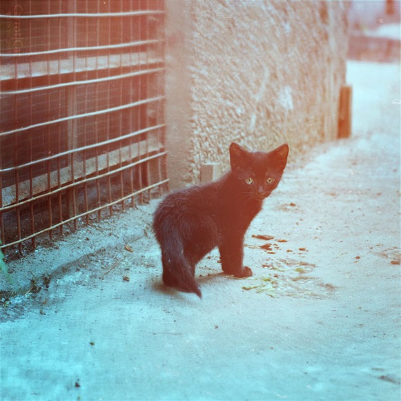 Carrot Cat Photography