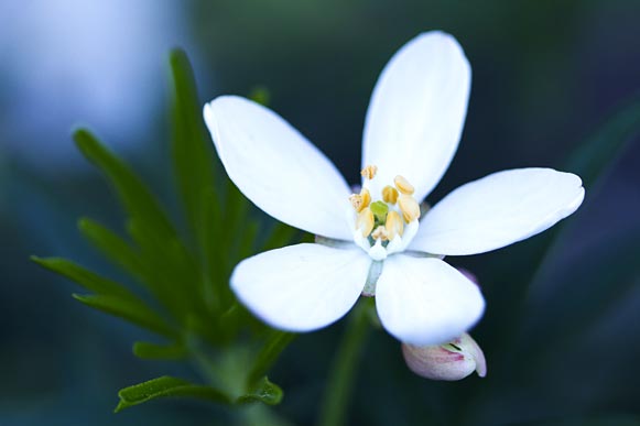 Photo macro Rockygirl