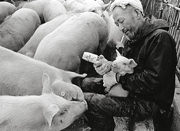 Pigs and Papa