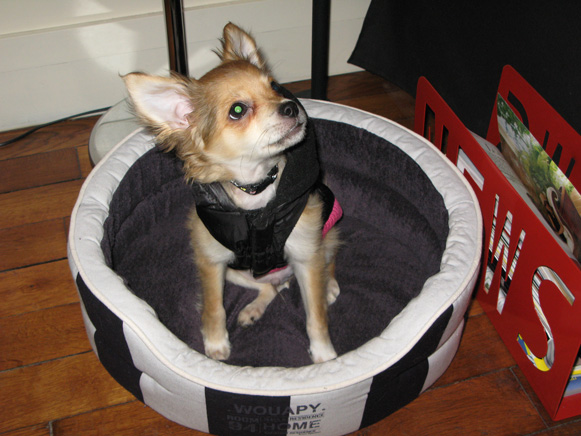 Rocky - Le petit chien préféré de la blogosphère - Purina One My dog is